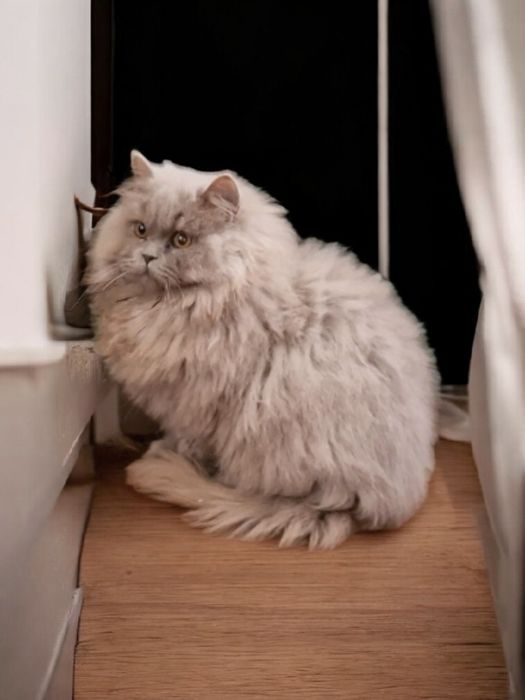 Motan British Longhair
