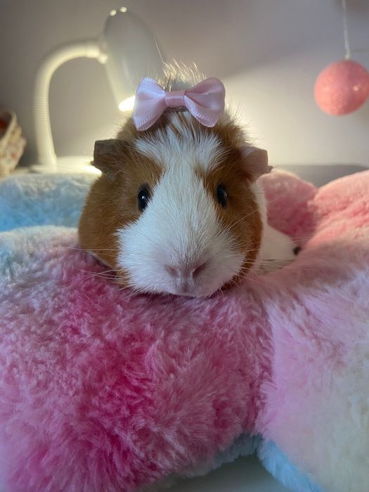 Donez porcusor de guineea