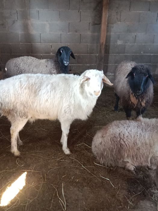 Бордакы жас саулыктар