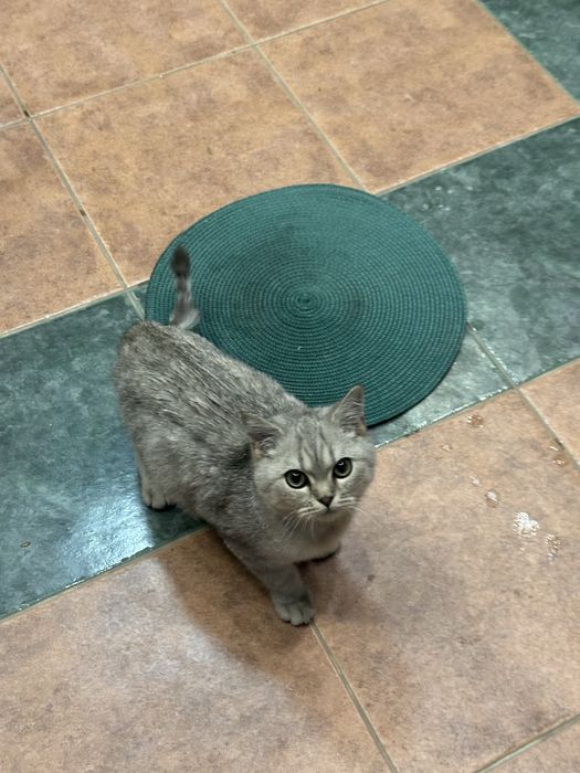 Toza shinshilla mushugi