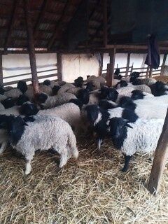 Mieii de vânzare grași ținuți Pe stabulație