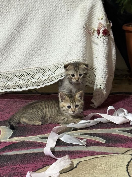 Шатланские котята
