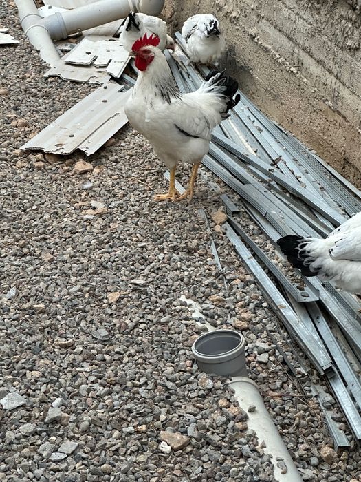 Adler tovuq va xorozlar sotiladi
