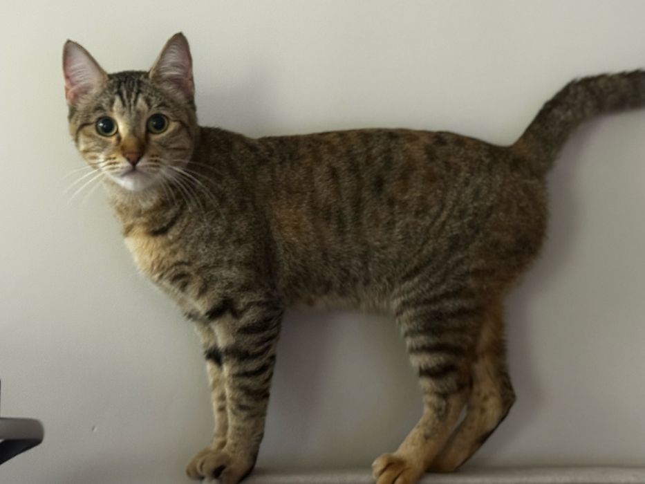 Кошка домашняя в добрые