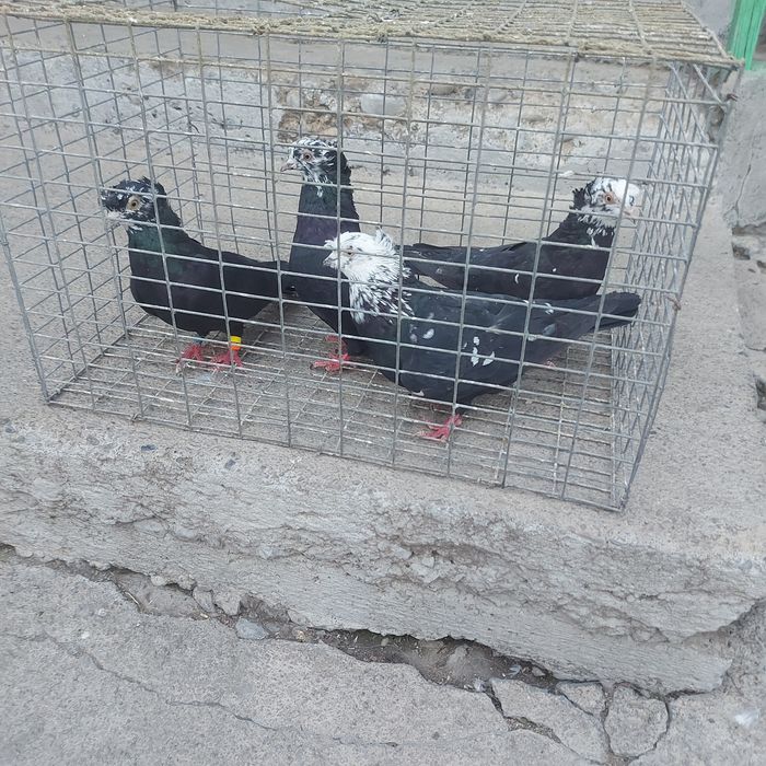 Рябагаловые двух чуби 2пара