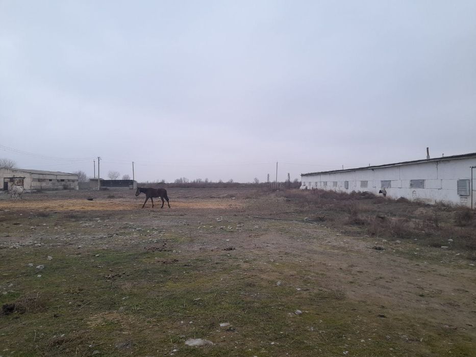 Срочно !!! Продам ферму 9,3 га. Гулистан