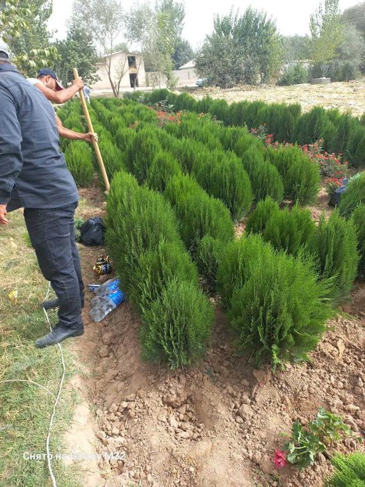 Можжевельник ва туя навли арчалар