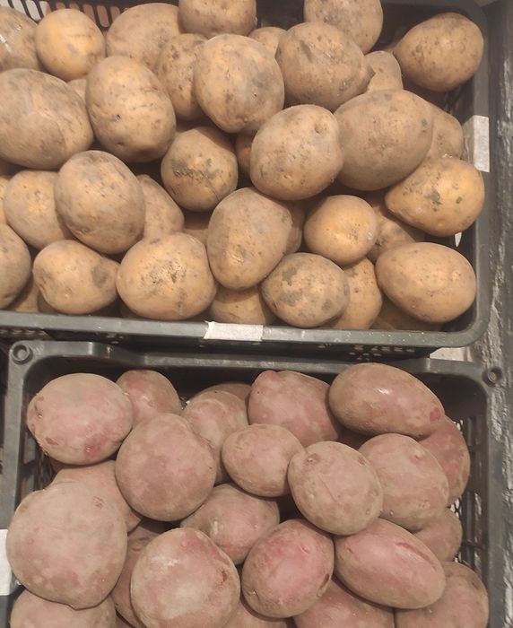 Продам картофель.