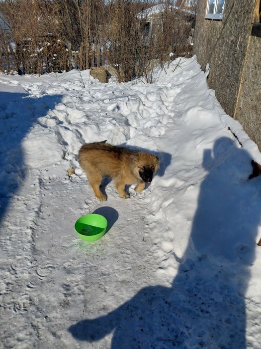 Щенят отдам в добрые руки!
