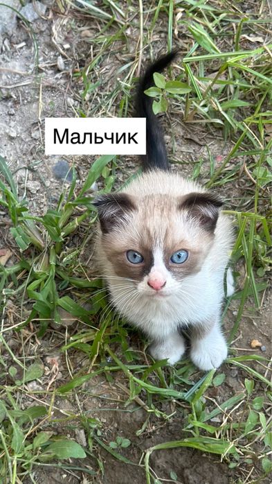 Котята  2 месяцев Самарканд