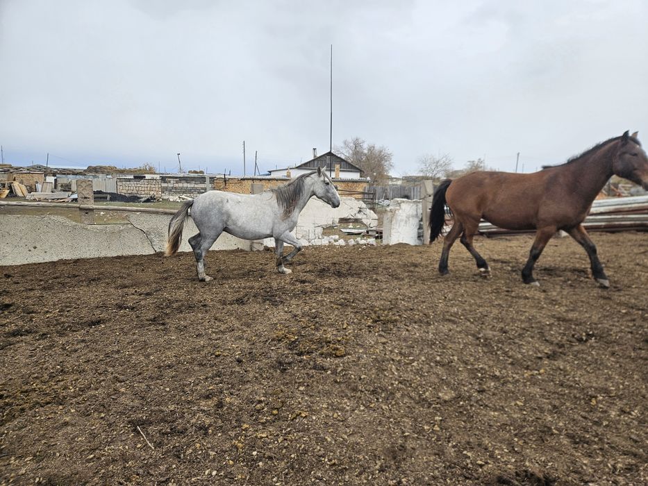 Айгырлар сатылады