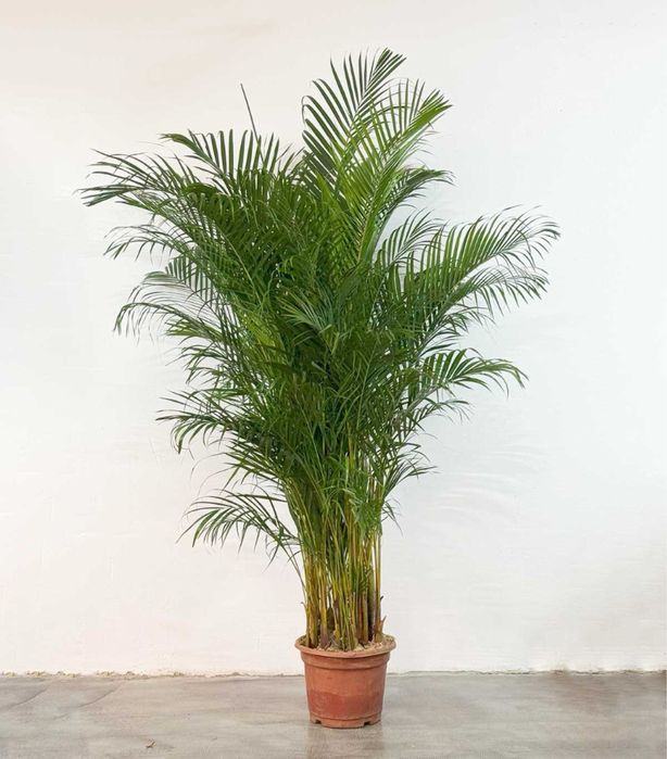 Дипсис 150 и 180см