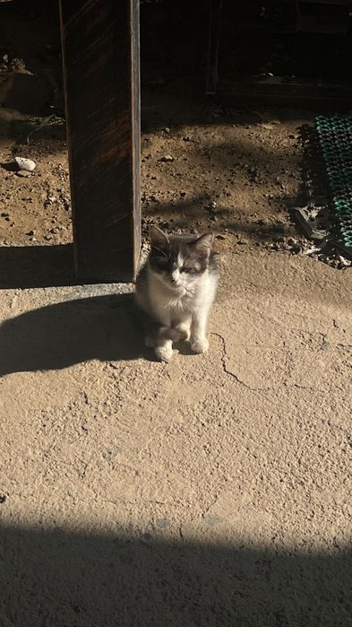 Котёнок бесплатно.