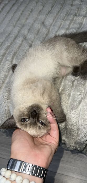 Очень ласковая кошечка ищет дом !