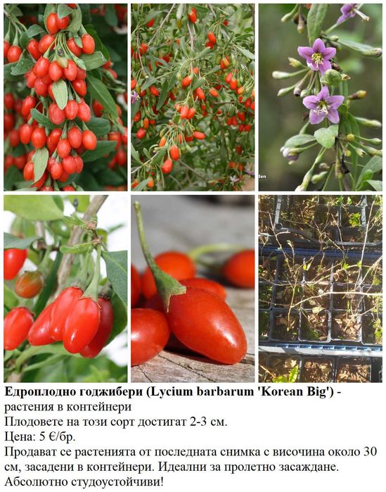 Плодни храсти в контейнери