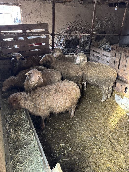 Продам барашек, тоқты.