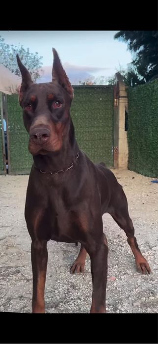 Продавам Добермани ( European Doberman )
