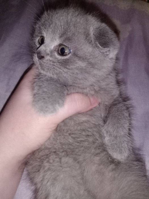 Котята продаются Фолд и Страйт