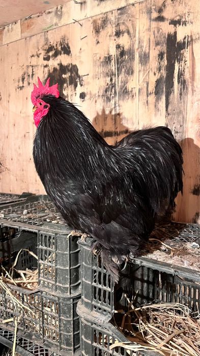 Карликовый кохинхин сатылады