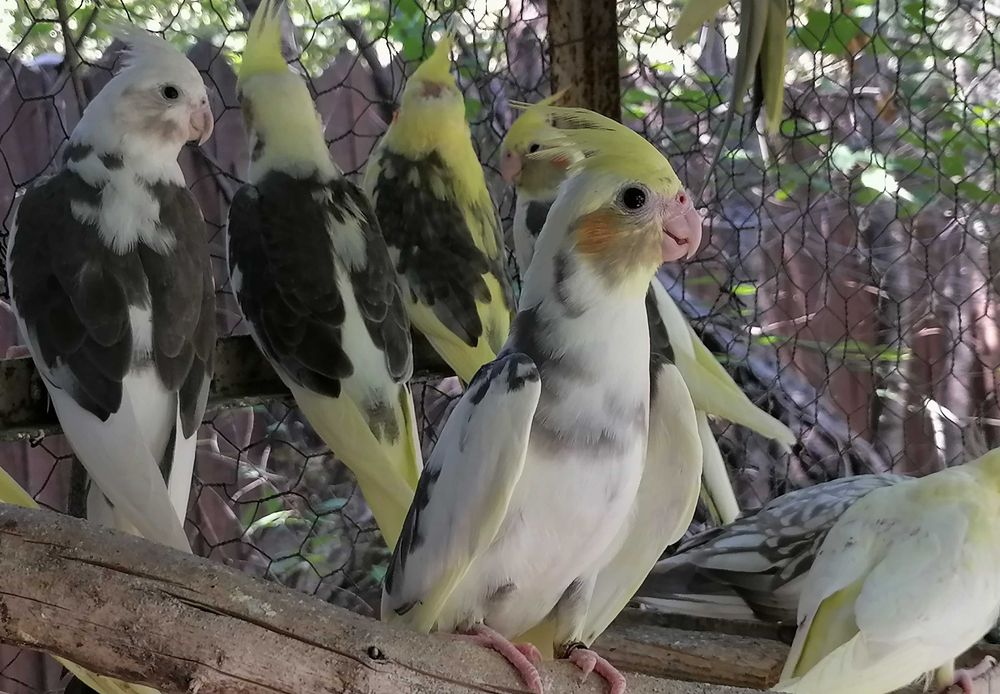 Puiuți papagali Nimfa, inelati 2025