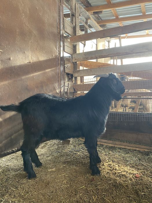 Козел есть еще козел