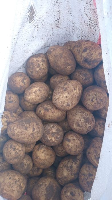 Продам картошку полторашка сорт Гала