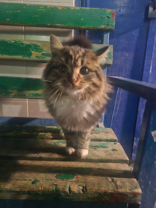 Кошка(котёнок). БЕСПЛАТНО