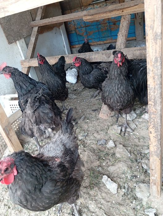 Продам черных куриц