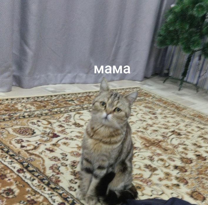 котенок скотиш страйт