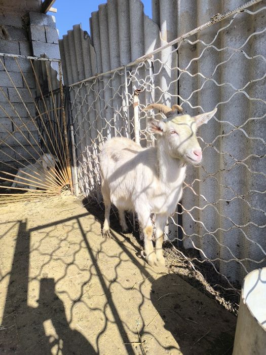 Орыс мүйізді ешкі сатылады