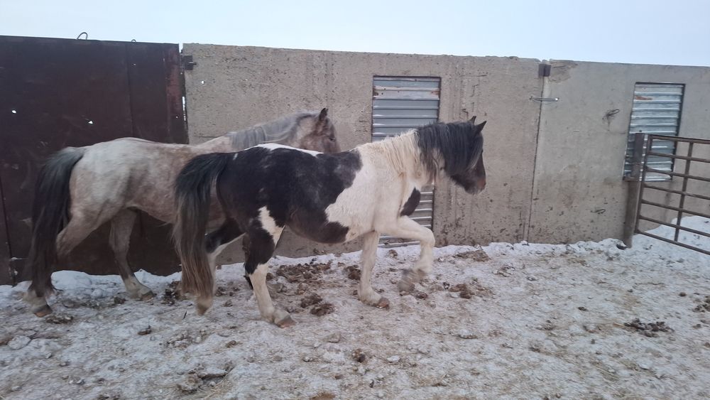 Айгыр донен ала.