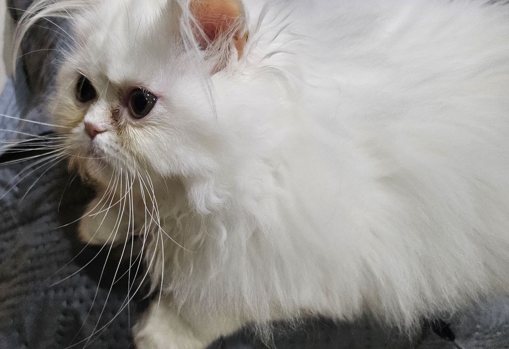 Продавам персийски котенца