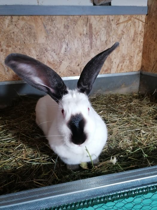 Uriaș de Transilvania femele și masculi