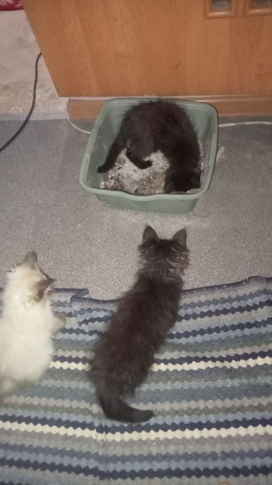 Отдам котят в хорошие руки