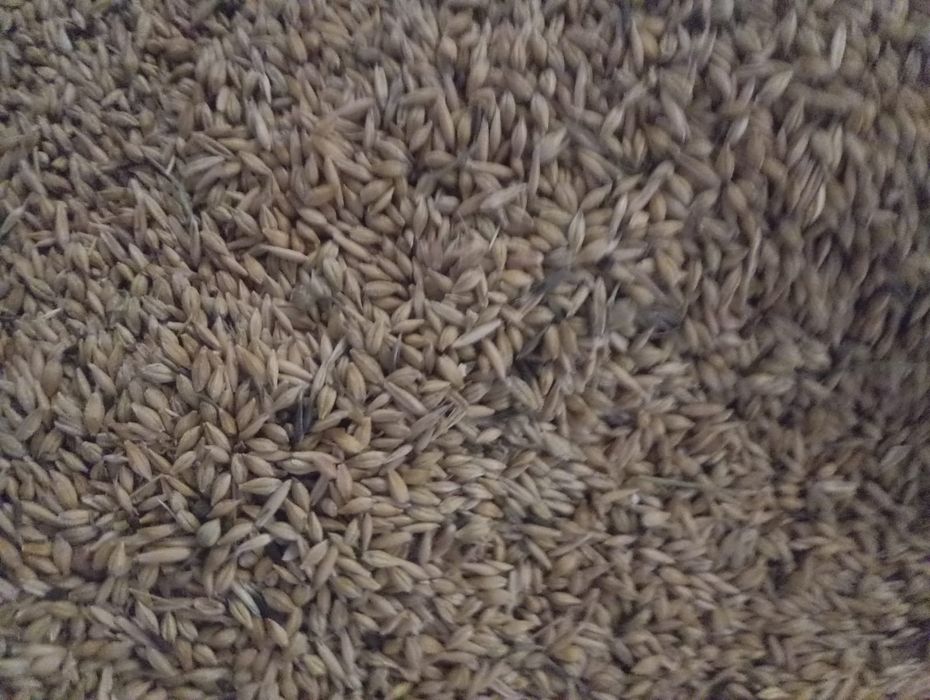 Продам сухой ячмень пшениц