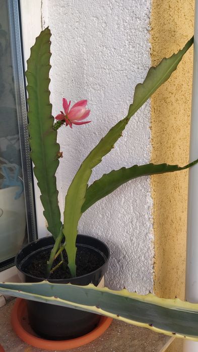 Vând cactus Epiphyllum