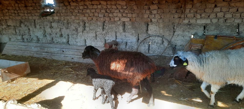 Уш козылы кой бар сатылатын