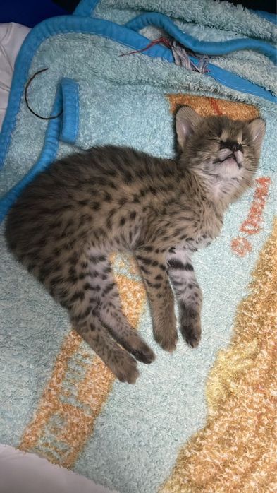 Сервал . Котенок сервала