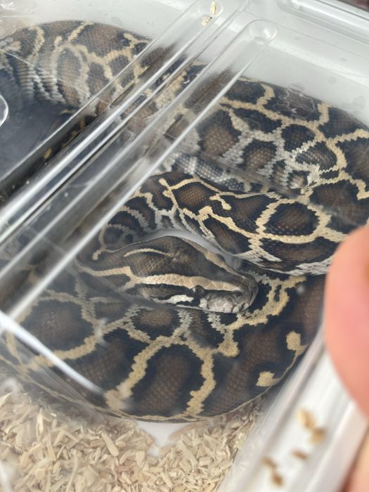 Vand Piton Birmanez,Birman/șarpe.