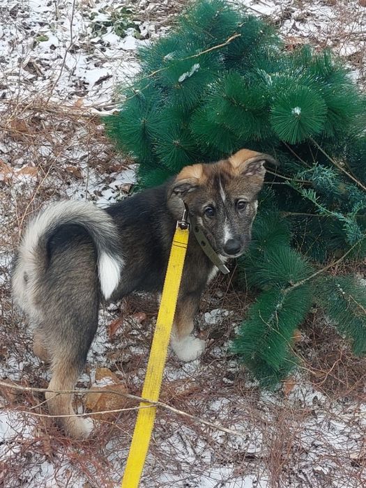 отдам щенка в хорошие руки