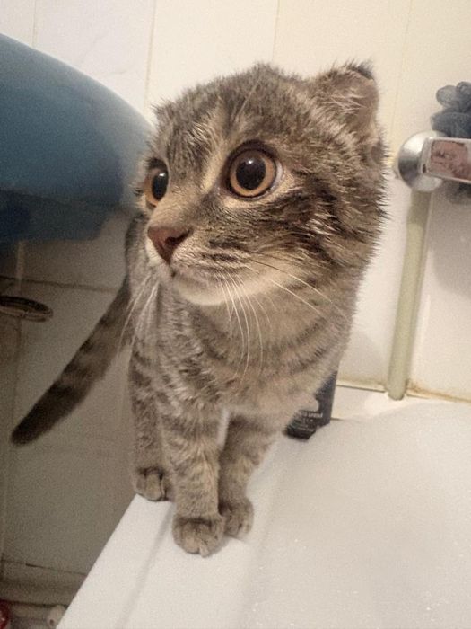 Вязка Скотиш фолд