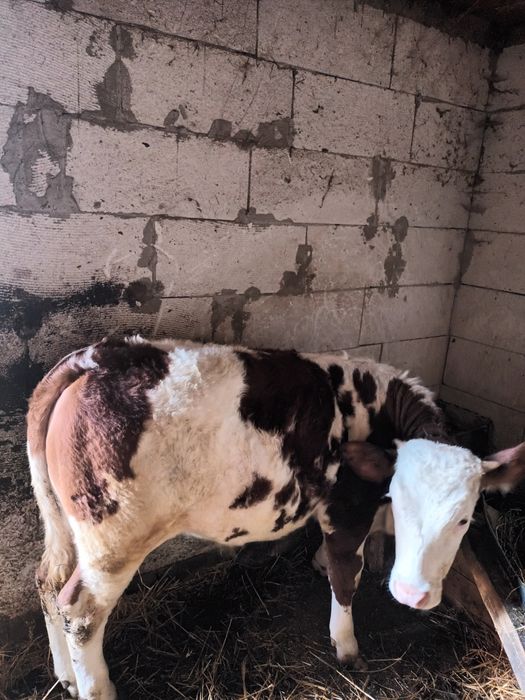 Vând  vițea  mai multe informatii la telefon