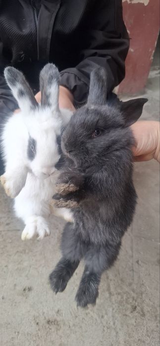 Quyonlar sotiladi кролик