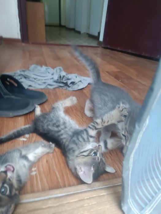 Котята 1.5 месяца