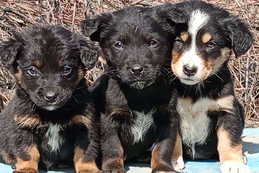 Продам щенят канден