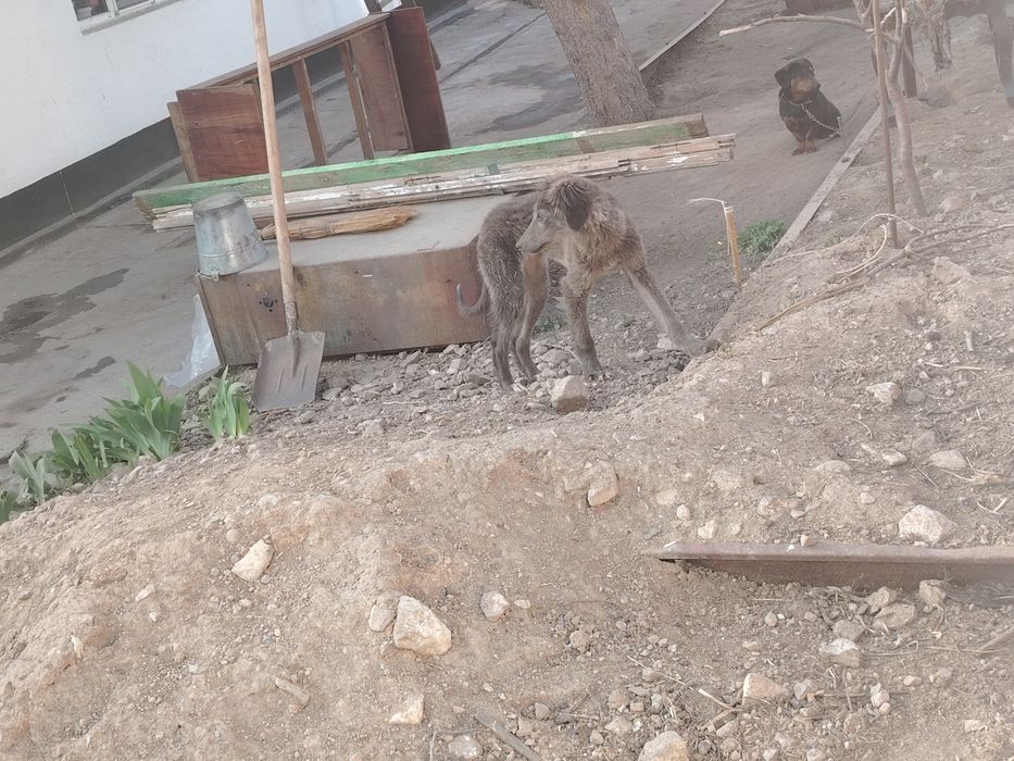 Продам или поменяю цена 30 тыс