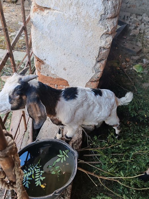 Capră femelă și doi iezi metiși de vânzare