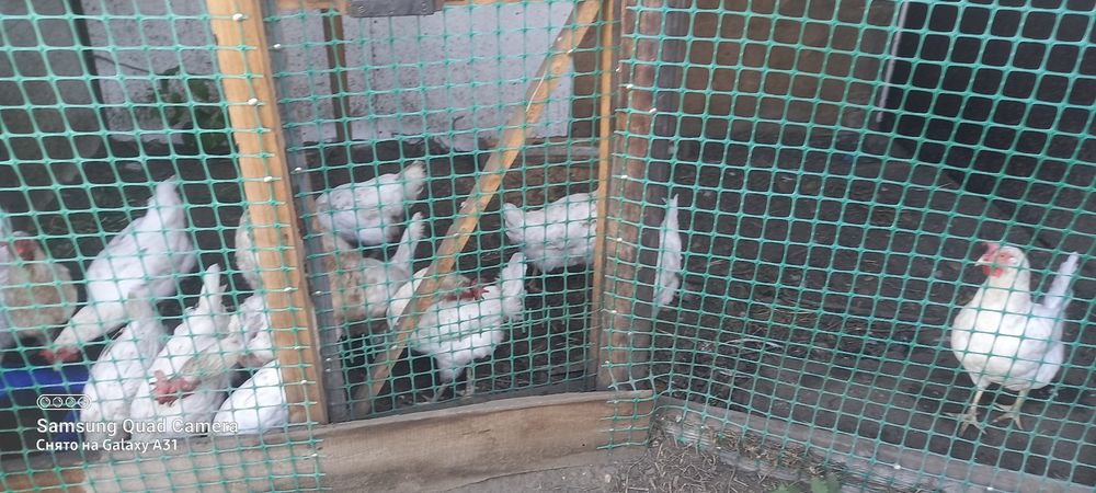 Продам курей  несушки