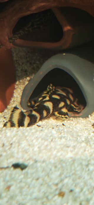 Vând lot pești acvariu L168