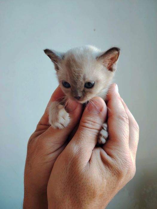 Европейская бурма